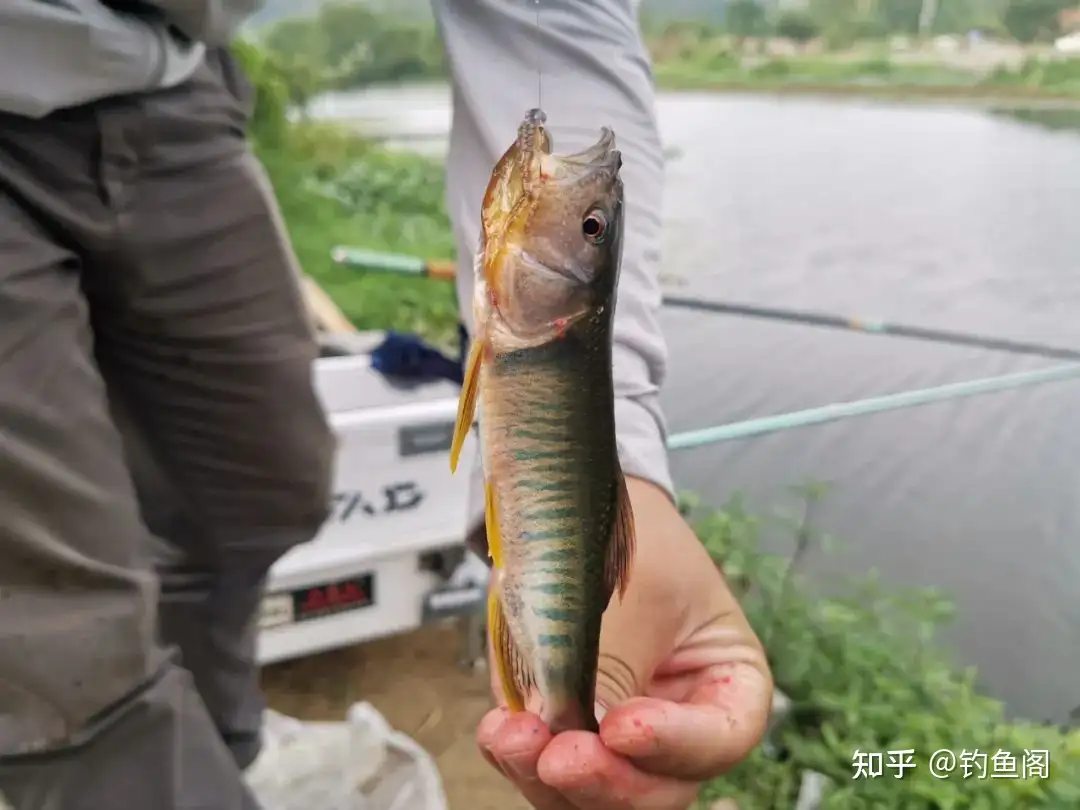 什么天钓鱼好_上鱼了