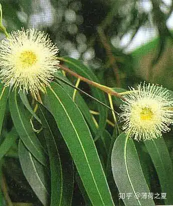 蓝胶尤加利精油呼吸道清道夫