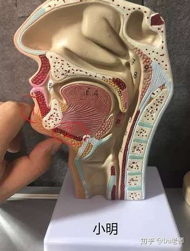 也可以把手轻轻顶在如图的位置,直到此处唱歌是放松的(换了张更直观的