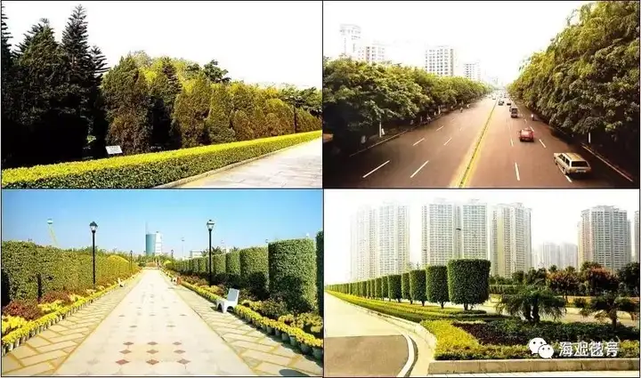 详解|城市道路绿地景观设计