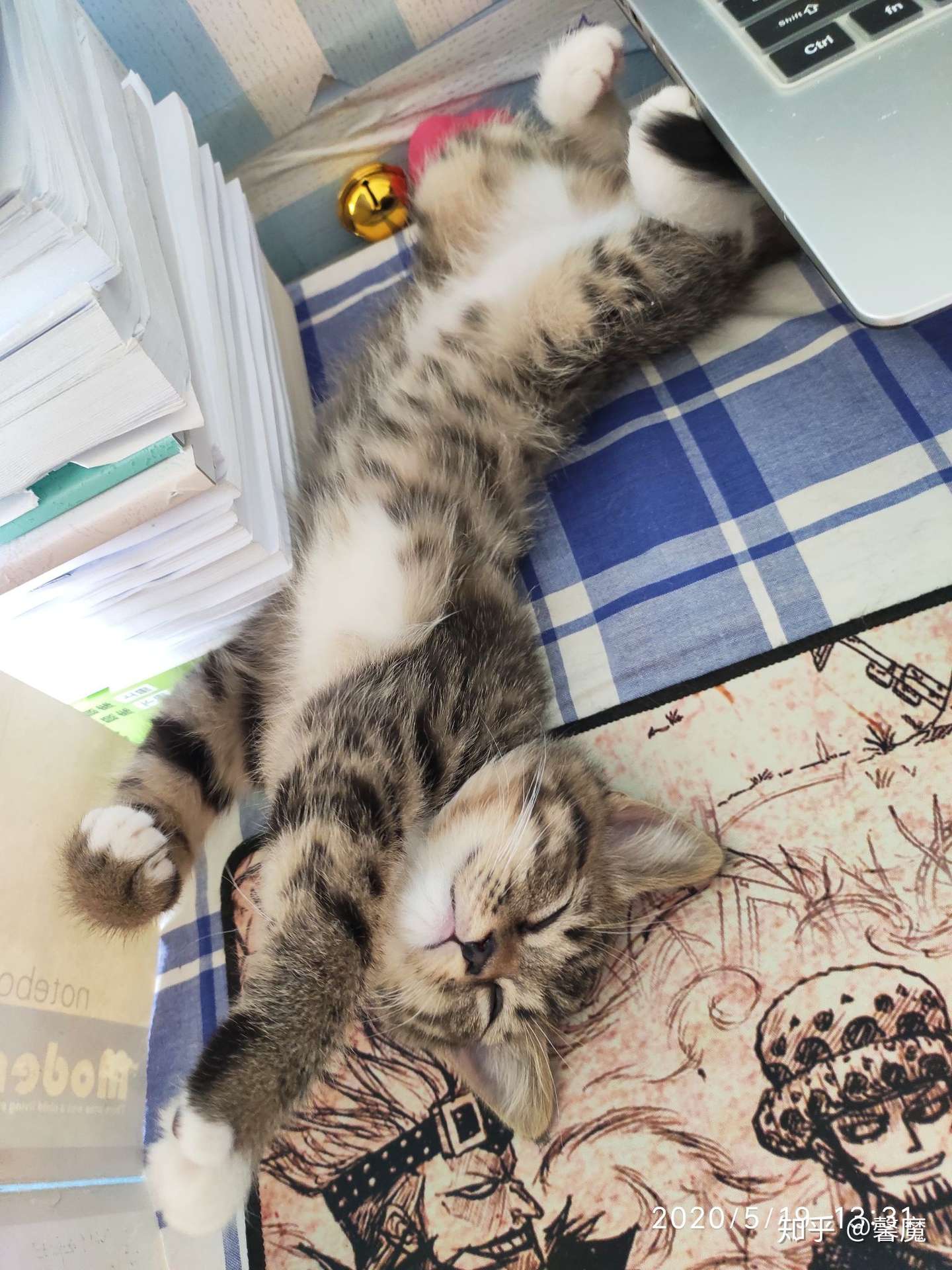 关于猫咪年龄体重、年龄跟人年龄的对比参考- 知乎