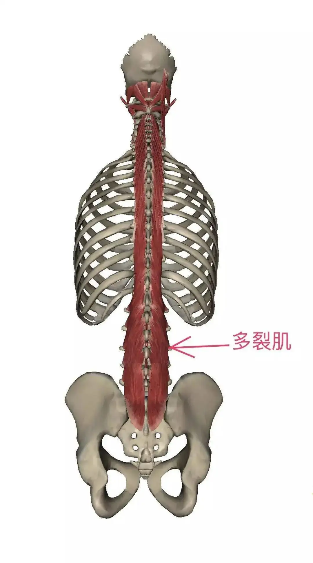 与腰痛有关的七块肌肉 你是因为哪一块 知乎