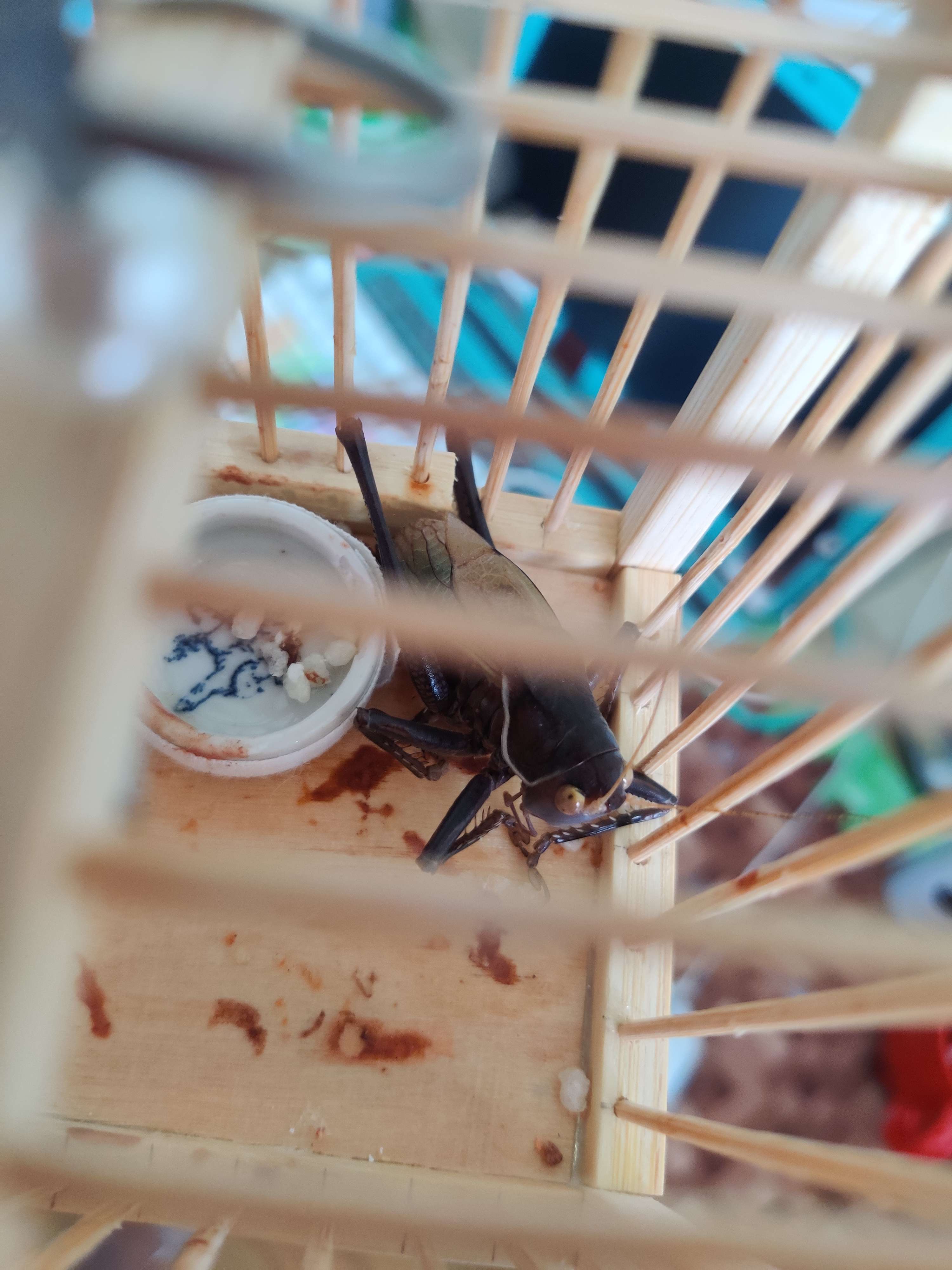 未命名-l12737 的想法: 蝈蝈死了 - 知乎