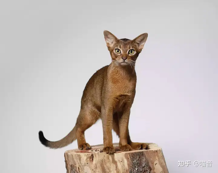 那几只算是小寡品种的猫咪吧（那些小猫很心爱的英文）