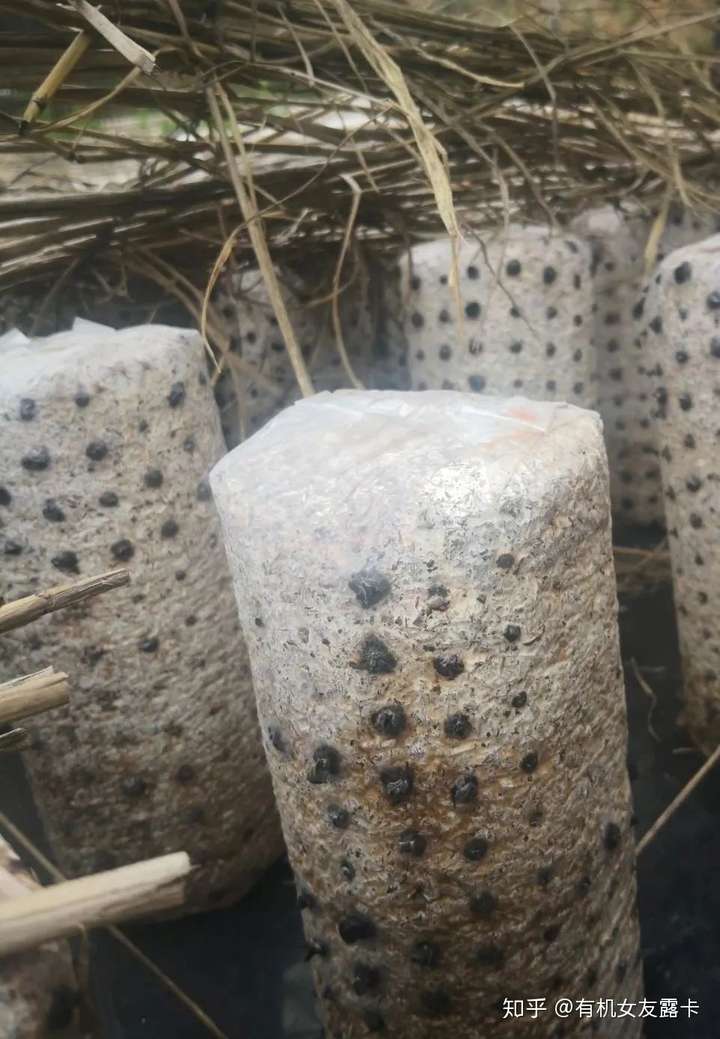 菌种包种植的木耳