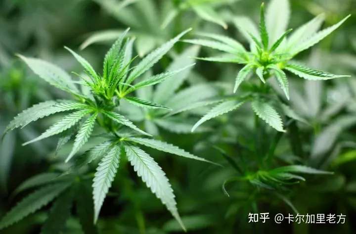 全攻略 之加拿大大麻合法化不完全攻略 知乎