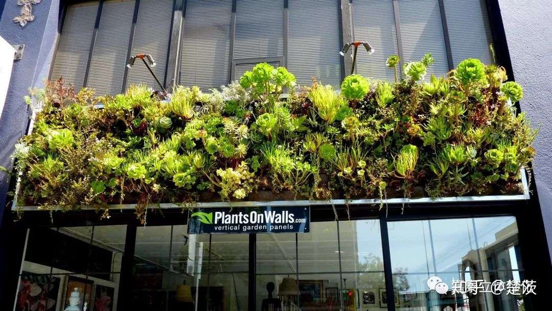 建筑绿化与植物墙 知乎