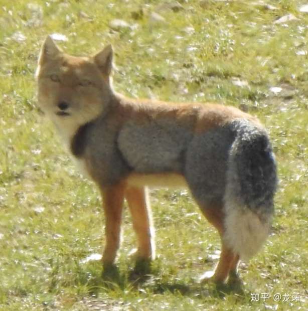 龙带逛 一种长相奇怪的狐狸 及开篇词 知乎