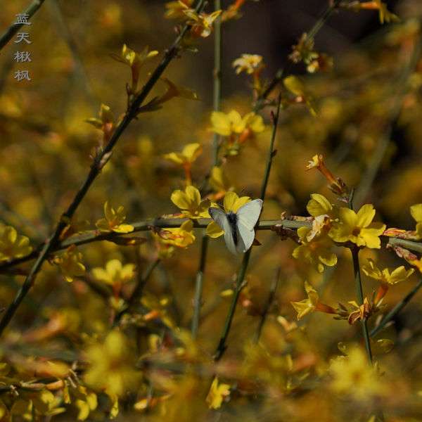 年2月4日 立春 迎春花开了 知乎