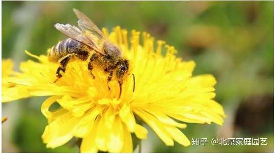 花粉长什么样 显微镜下花粉要比花朵更加的美丽多姿 知乎