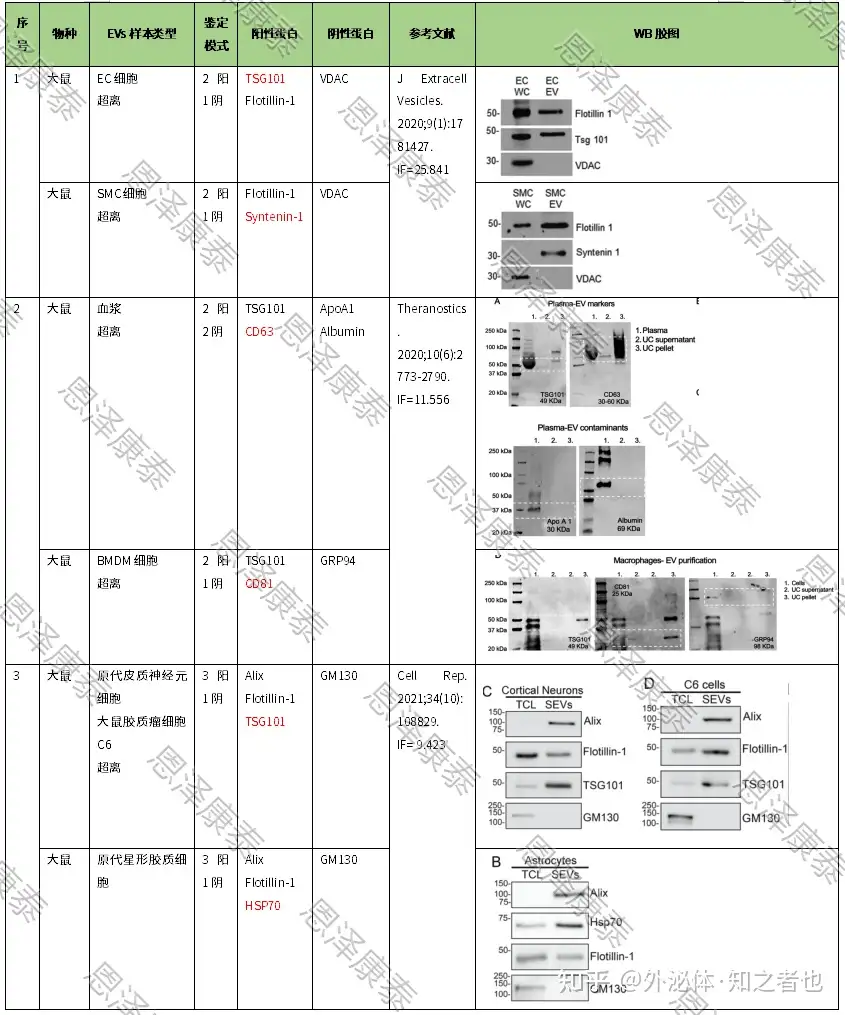 大小鼠外泌体WB鉴定难？—吐血整理高水平研究指南（下篇） - 知乎