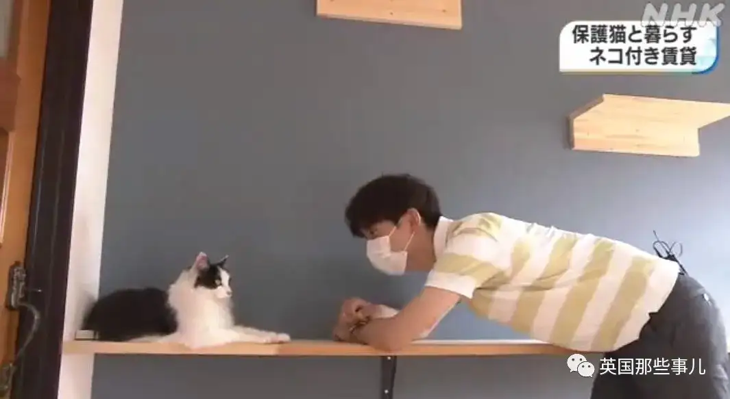日本的 猫咪公寓 入住就送猫还教你养 我又可以了 知乎