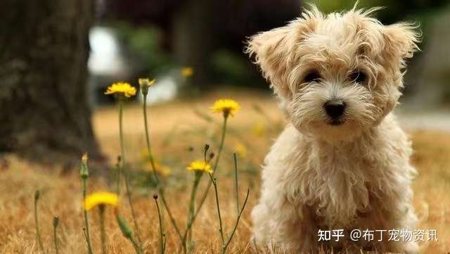 2021全球最可爱的十种小型犬 排名不分先后 知乎