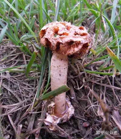 菇迹——黄柄笼头菌