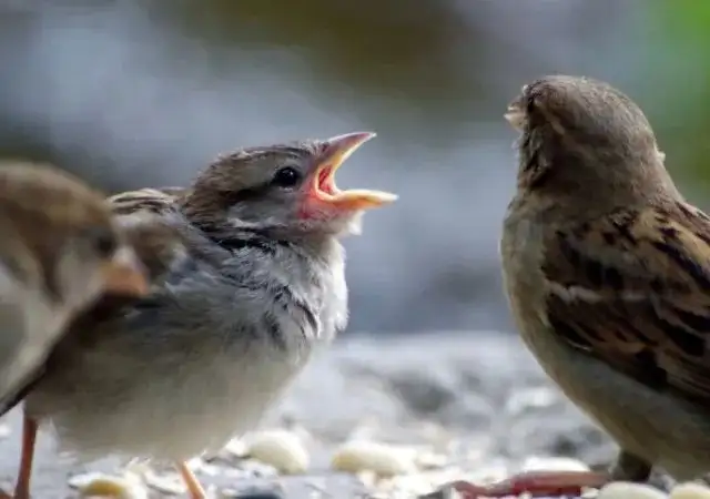 〔俄国〕屠格涅夫《麻雀》抒情散文鉴赏