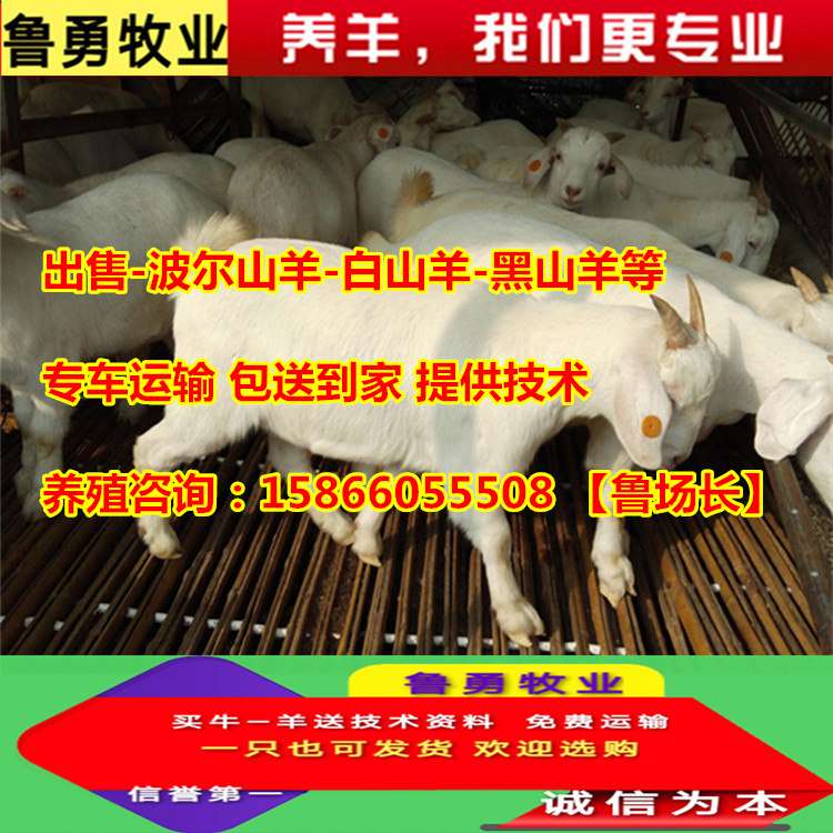 美国白山羊种苗价格纯种的美国白山羊多少钱一只 知乎