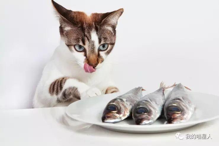 猫真的天生爱吃鱼吗？真相来了(图4)
