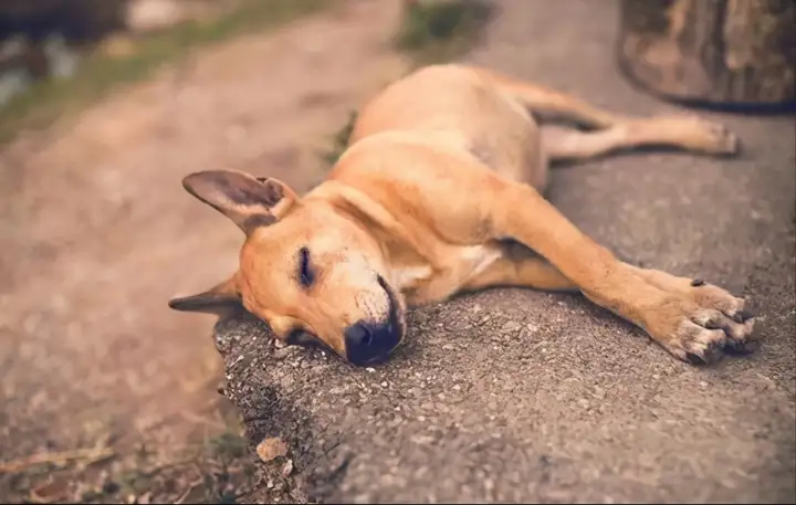 狗狗一旦有这些"睡姿",说明它对你并不是虚情假意 - 知乎