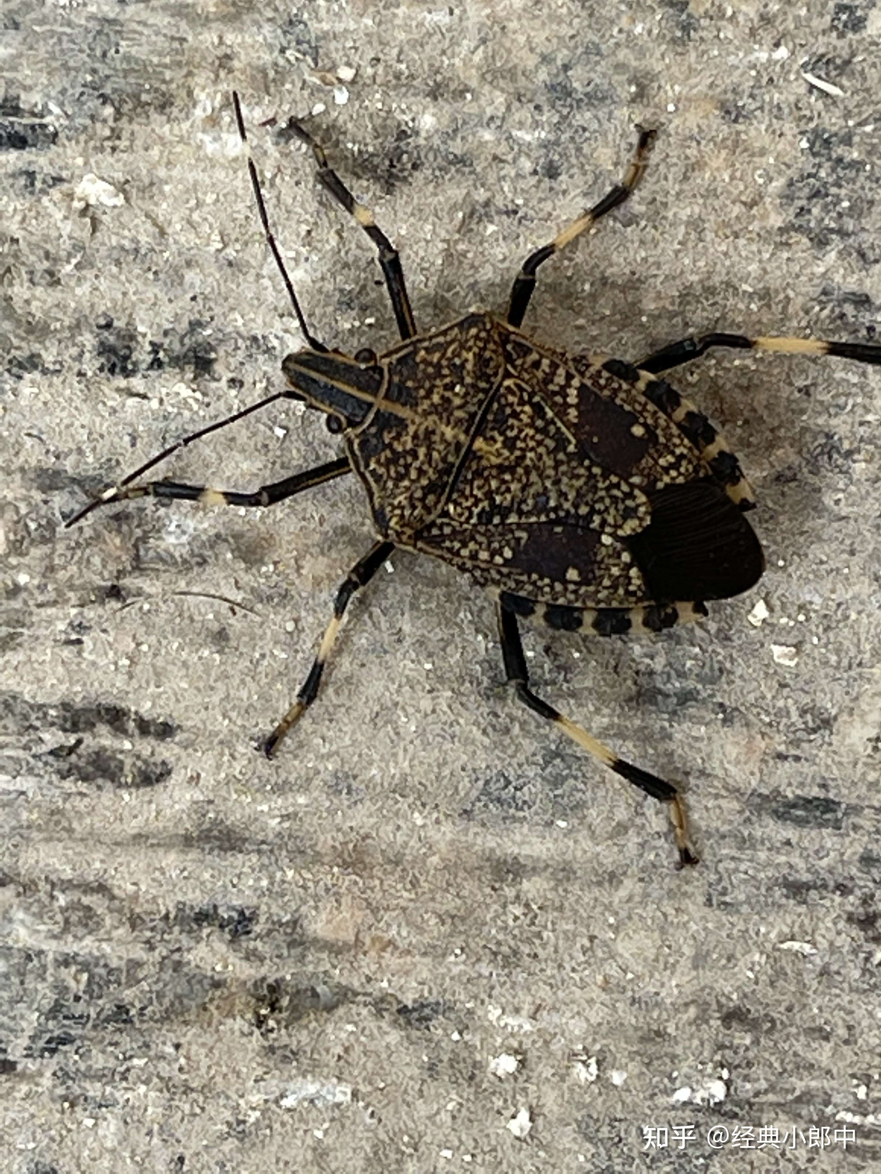 2 条评论默认时间刘燕臭鳖08-06刘燕我们这里称为臭虫.