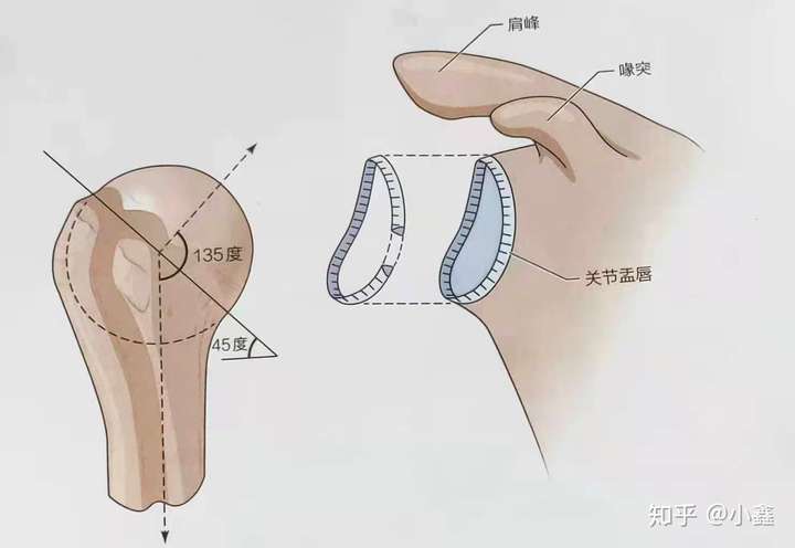 肩部复合体盂肱关节