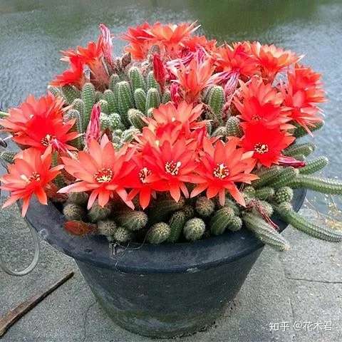 多肉白檀很容易爆盆 却不易开花 如何处理 知乎