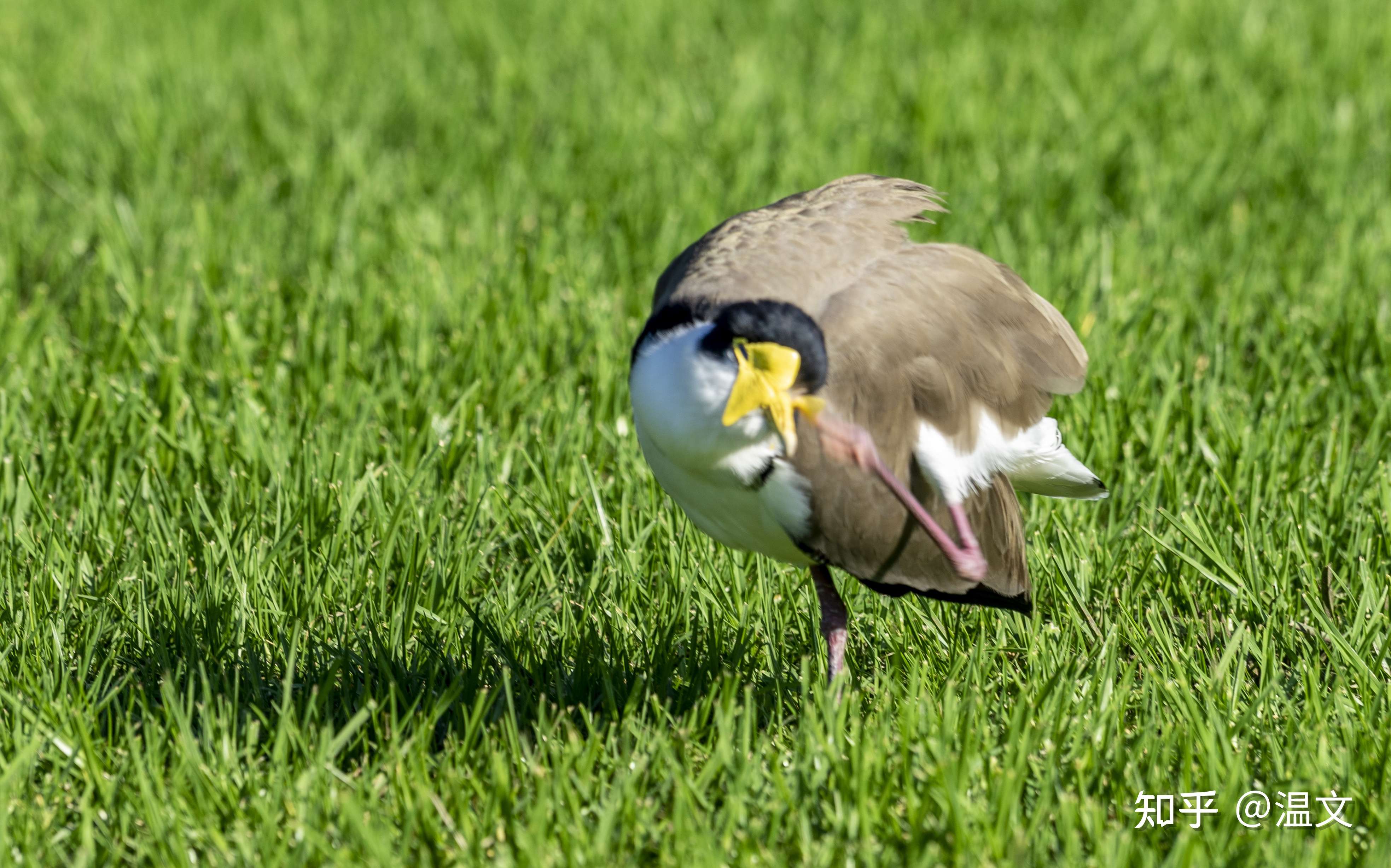 温文 的想法: 令鸟 挠头 - 知乎