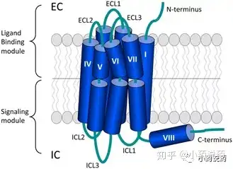 n端和三個loop位於胞外,參與受體與其配體的相互作用;c端和3個loop