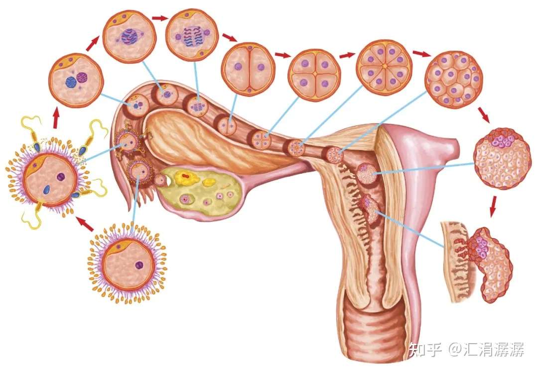从受精到分娩 超真实全记录视频 揭秘胚胎着床失败的6大因素 转 知乎