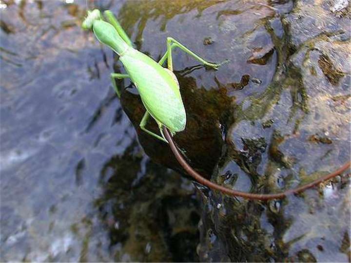 铁线虫是什么生物（铁线虫到底有多可怕）
