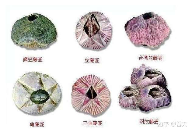 遭人唾弃的藤壶 到底有多可怕 看看海龟 鲸和船舶的下场就懂了 知乎