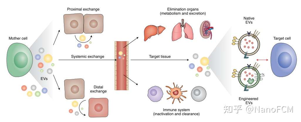 细胞外囊泡 下一代药物递送平台 知乎