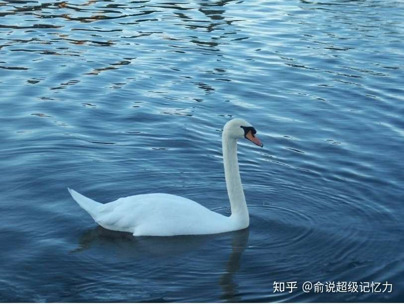 我爱家教 记忆力训练 古诗咏鹅的快速记忆 知乎