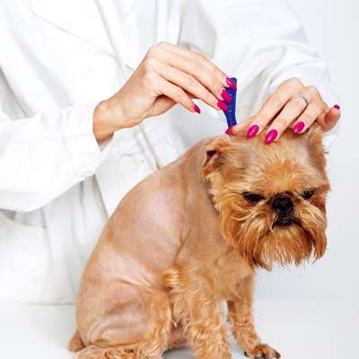 如何预防狗狗皮肤病 知乎