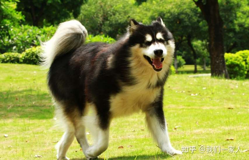 这些狗界 巨型犬 虽体型巨大 但内心却是个小可爱 知乎