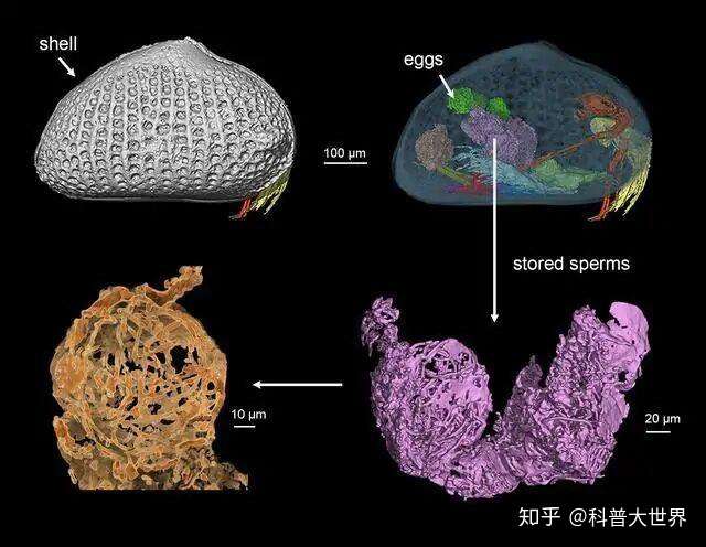 我国科学家发现远古动物的巨型精子 竟比动物本身的体长还长 知乎