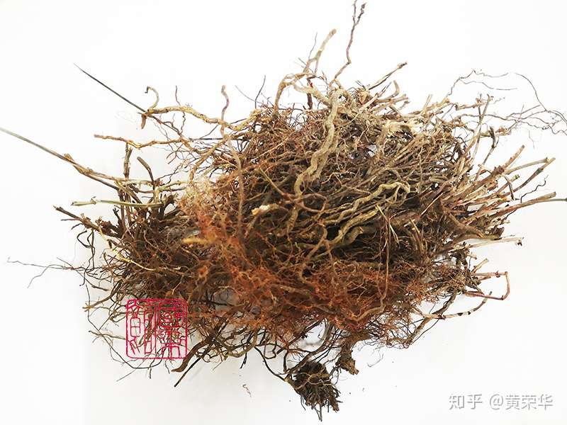 植物染料 茜草 山东茜草 知乎