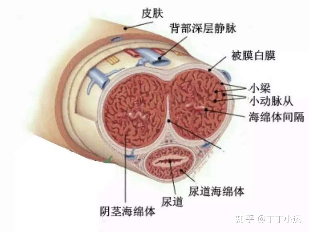 增大增粗 的药都是智商税 来听听小运怎么说 知乎