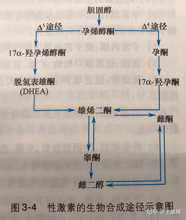 胆固醇/ldl—>孕烯醇酮—>脱氢表雄酮—>睾酮—>雌二醇.如下图