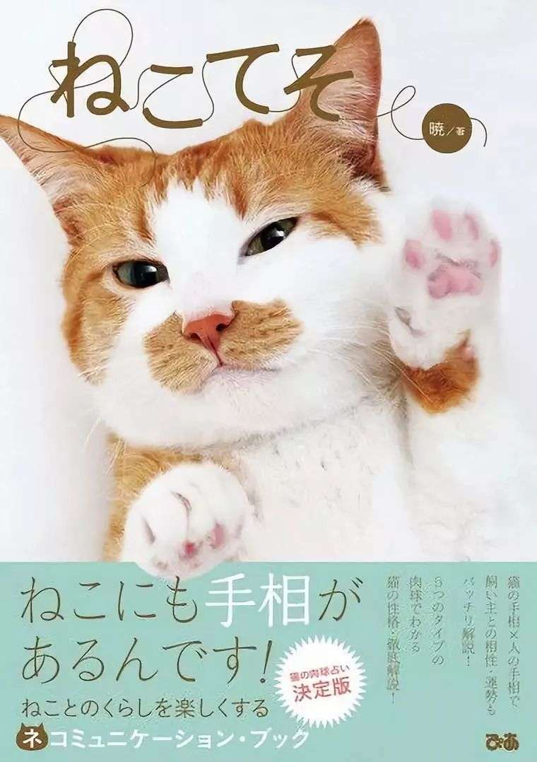 猫咪也能看手相 从 肉球相 看出喵星人性格 知乎