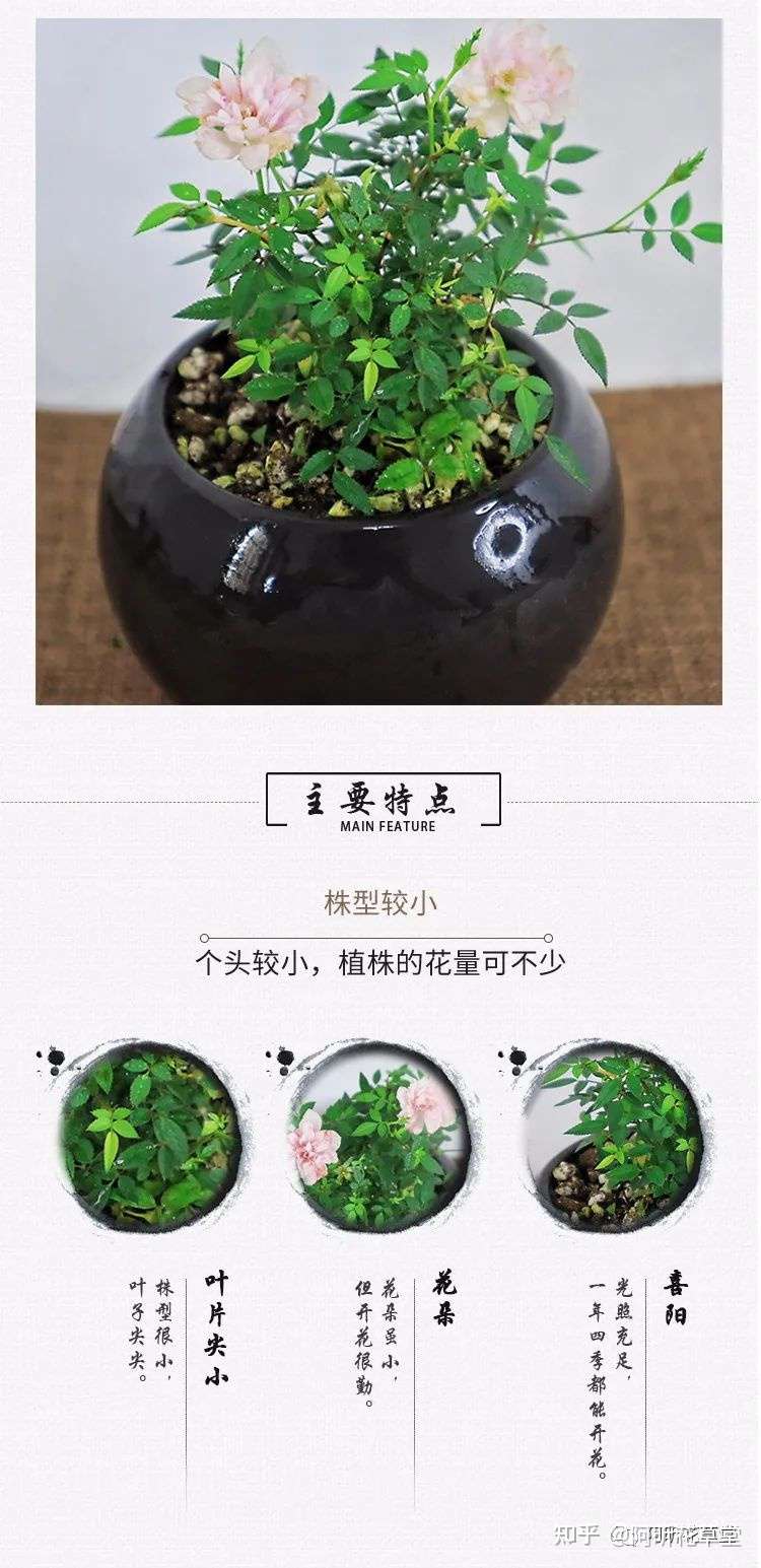 姬月季日本姬花卉植物室内绿植小盆栽四季花开办公桌小摆件 知乎