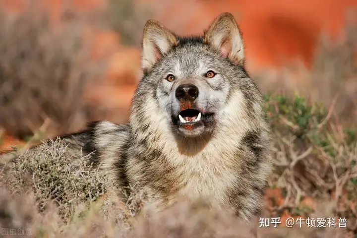 快來看（犬科與貓科動物誰厲害）貓科與犬科動物的終極對決，灰狼屢次搶走獅子的獵物，貓科和犬科的斗爭，到底誰更勝一籌？，www.dy131.com，