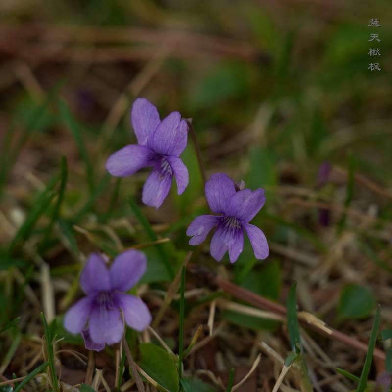 紫花开了 拍花的人 知乎