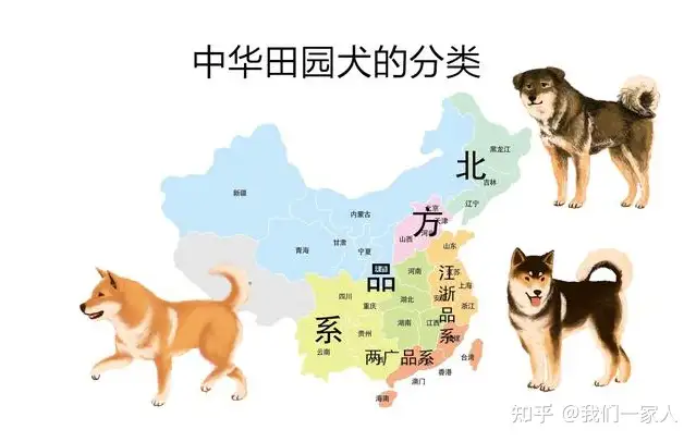 这才是中华田园犬！土狗三大品系划分，你儿时记忆是哪种？