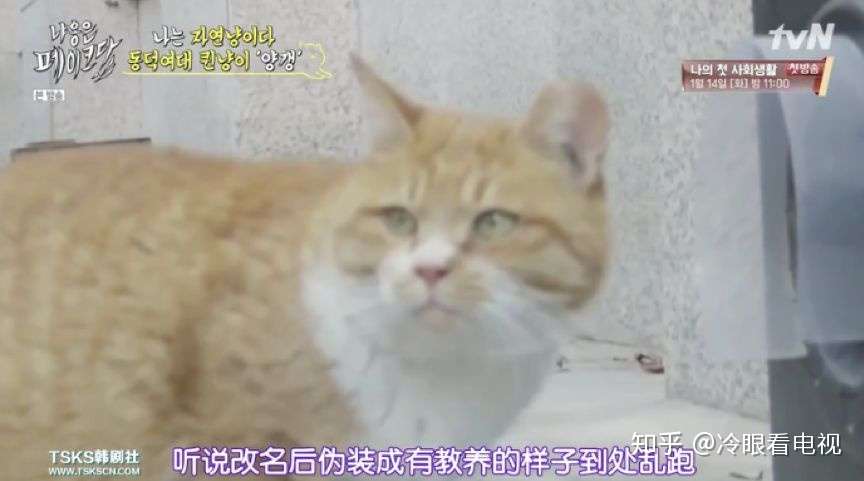 想要云吸猫 看看这档猫综也可以 知乎