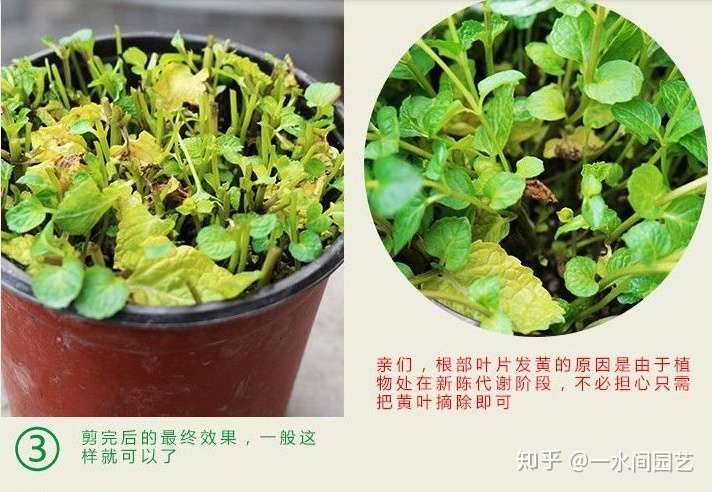 请问薄荷怎么养