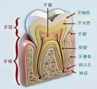 牙根部有牙骨质和牙龈覆盖,牙齿里层有牙本质,牙本质小管与牙髓神经