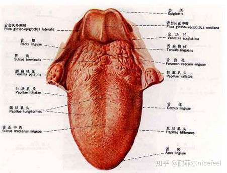 瀉藥 舌頭,在口腔內活動的肌性器官,對味有特別的感覺,有助於咀嚼