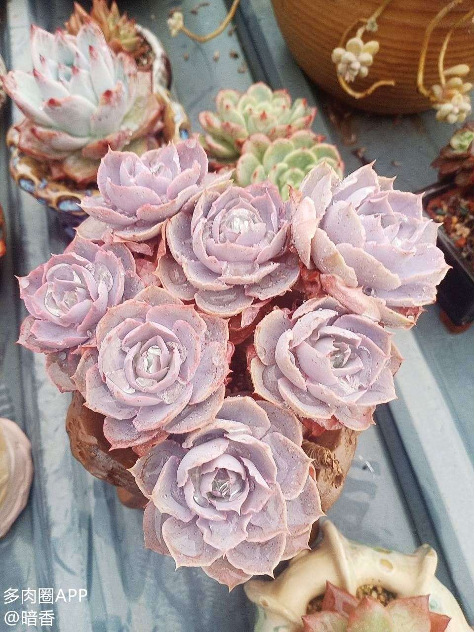 多肉圈app-筱薇 的想法: pinky 文章来源:多肉圈app-多肉知识社区