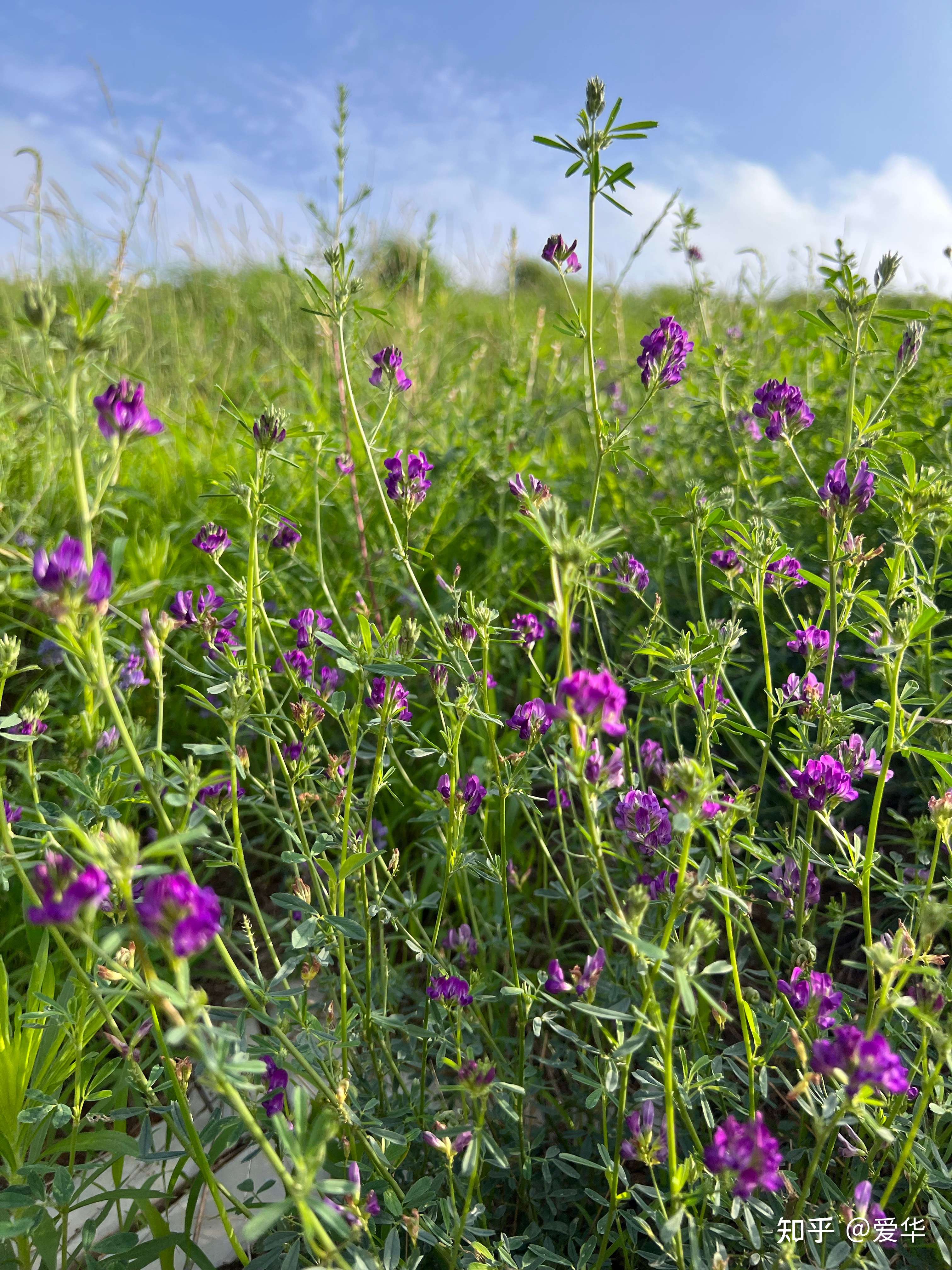 爱华 的想法: #路边植物园# 紫苜蓿 俗称苜蓿菜,春天刚… - 知乎