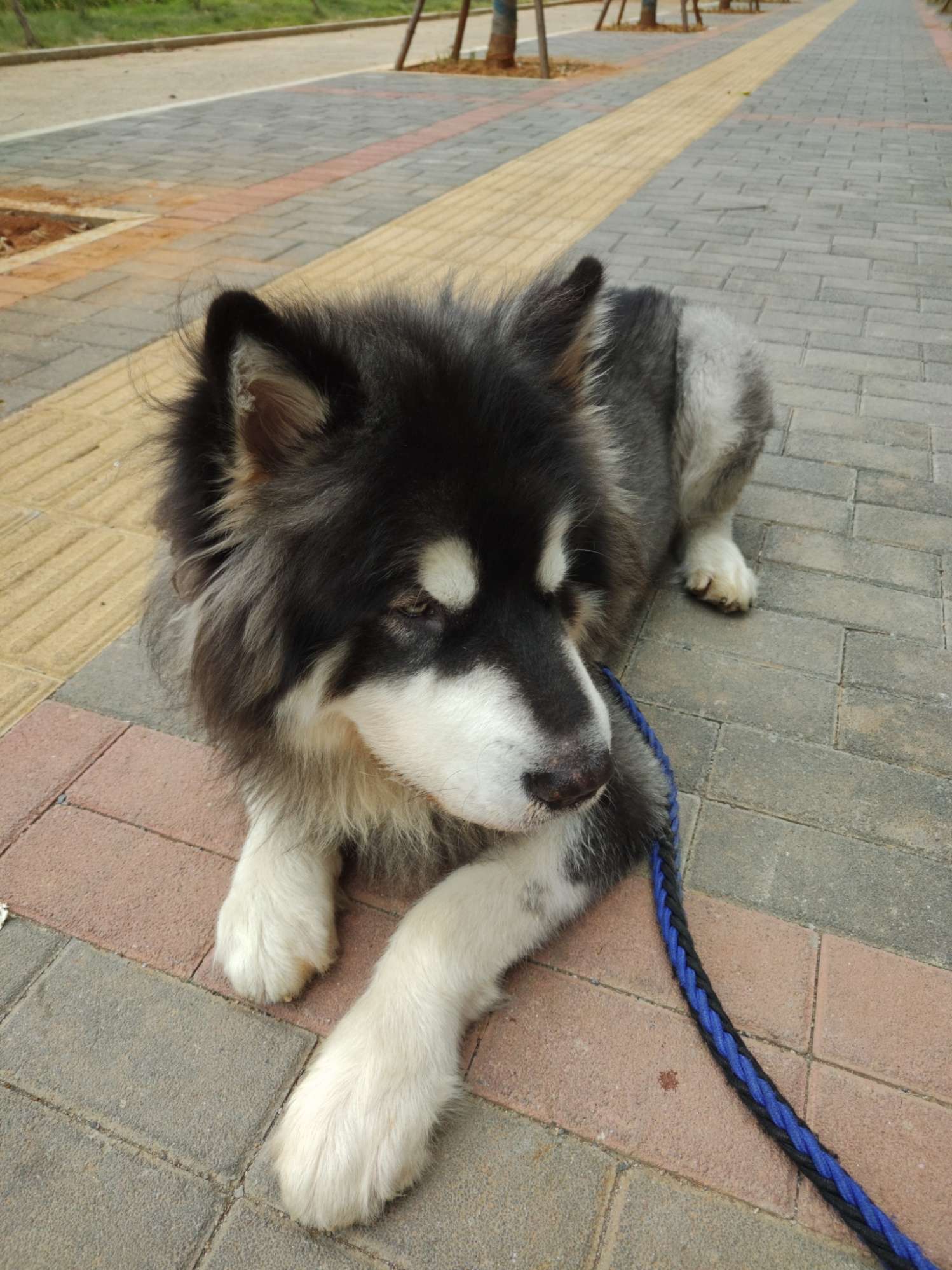 浑沌 的想法: 小型阿拉斯加吃的真多啊,以后不养小狗了 - 知乎